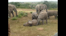 Baby elephants roll about during adorable playtime in South Africa