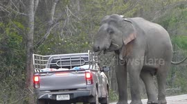 Wild elephant stops traffic and steal food from passing vehicle in Thailand