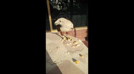 Hungry eagle perches on table outside lawyer's office to feast on KFC
