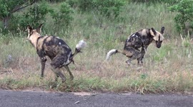 Funny and Disgusting behavior of African Wild Dogs
