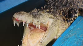 Residents in Makassar, Indonesia Maintain Giant Crocodiles in their Homes