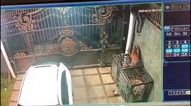 Shocking footage shows man stealing dog from gated home in Indonesia