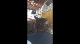 Stray cat falls asleep in my lap