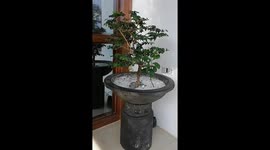 Good morning butterflies