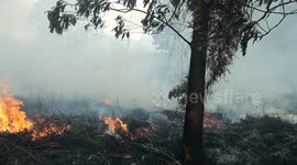 Peatland fire in Riau, Indonesia