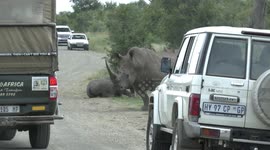 Furious rhino charges towards vehicle on South Africa safari