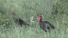 Southern ground hornbill seen snacking on venomous puff adder in South Africa