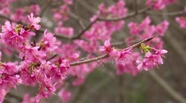 Tourists still visit park with over 1,000 blooming cherry blossoms amid coronavirus outbreak