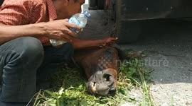 Over-worked horse passes out in streets of Indonesian city during heatwave