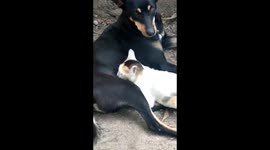 Street dog found caring for abandoned cat in eastern India