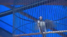 Twitter birds passionately lust after the fight