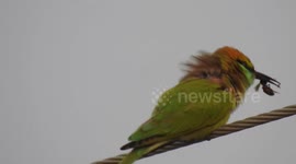Bee Eater - Eating Bee