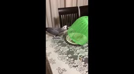 Parrot steals lime covered by plastic food dome