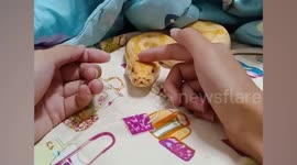 Yellow Python Loves Being Stroked