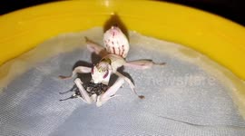 Orchid Mantis Feasts On Meat Fly