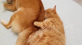 Tabby Cat Snuggles Shiba Inu Dog