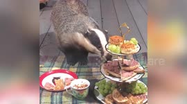 UK woman feeds two generations of the same BADGER family in her garden