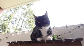 Cutest Cat Ever in Slow Motion!