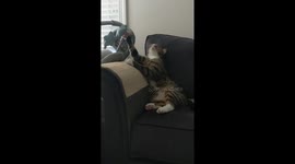 Cat Bebe or baby cat