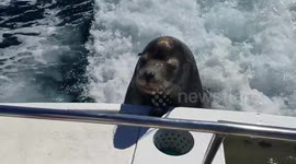 Cheeky sea lion hops onto tourist fishing boat off Mexico for a snack