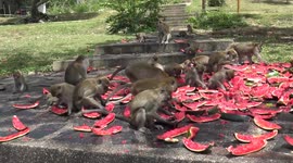 Starving monkeys fed with watermelon as coronavirus halts tourism in Thailand