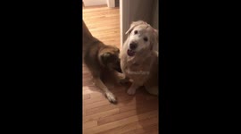 Pampered dog greeted by an ecstatic friend after grooming session