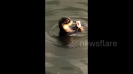 Adorable otter enjoys dinner with a beautiful view of downtown Singapore