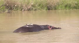 Hippopotamus washes turtles off its back before performing territorial poo flicking