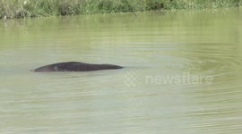 A rare sight – a rolling Hippopotamus!