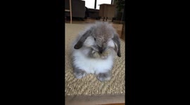 The most adorable thing you will see all day! Bunny has the cutest hygiene routine