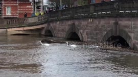 Swans Battle Strong River Flow at Worcester Bridge