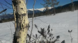 Cranberries under the snow ( spring, forest)