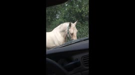 Horse eating car won't let me leave