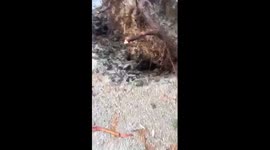 Tree flallen over and crushed toilet block after freak storms