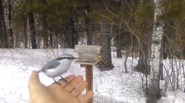 Small bird flits onto man's hand at Russian nature reserve