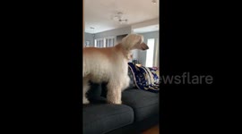 Hilarious moment dog in Sweden howls at the sound of an ice cream truck