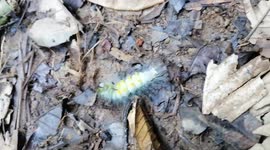 Ants attack caterpillar in Ecuadorian Amazon