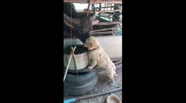 Too cute! Buffalo and golden retriever puppy in rare display of affection