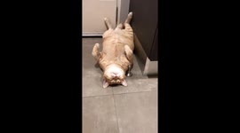 Greedy cat lies on back after large dinner