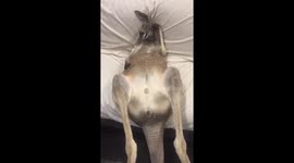Grumpy kangaroo sticks paws in his ears refusing to listen to carer