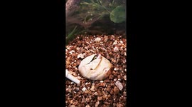 Baby Boomslang taking his first breath!