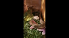 King Cobra eating a rat pup!