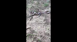 Snouted Cobra preying on a Mozambique Spitting Cobra!