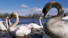 Swans dominate flooded field in Castleford