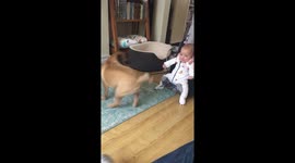 Baby giggling at jumping dog with ball