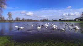 Time lapse of Swans on a flooded field in Castleford