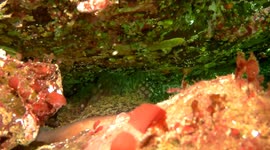 Giant Pacific octopus grabs scuba diver's camera during close encounter