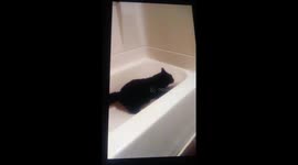 Cat playing in the tub
