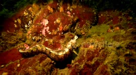 Strange eel-like fish attacks and eats a tube worm