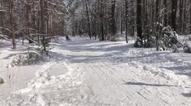 Alaskan Malamute Sojou Sled Dog Training in Larose Forest